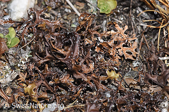 Foto: Isländisch Moos (Cetraria islandica). Ganze Flechte (Habitus).