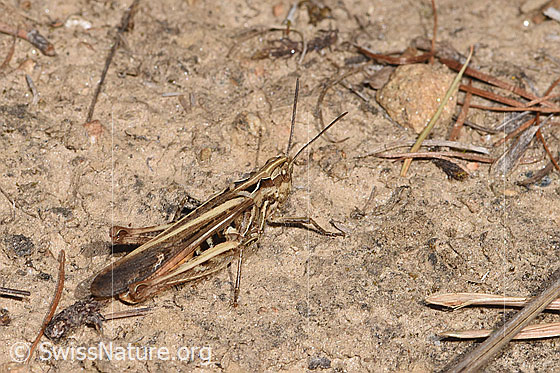 Photo: Probably Chorthippus brunneus. Length 17 - 25mm. Female. View from the side above.