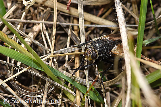 Foto: Wahrscheinlich Nowickia ferox (Raupenfliege). Länge 13 - 16mm. Ansicht von vorne.
