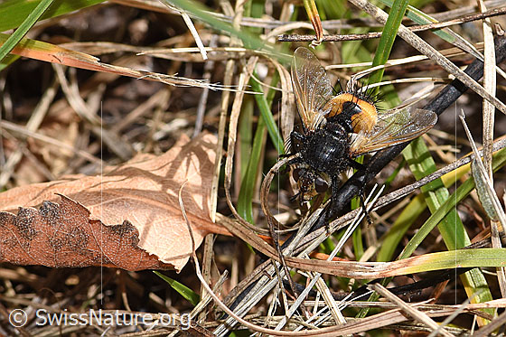 Foto: Wahrscheinlich Nowickia ferox (Raupenfliege). Länge 13 - 16mm. Ansicht von oben.