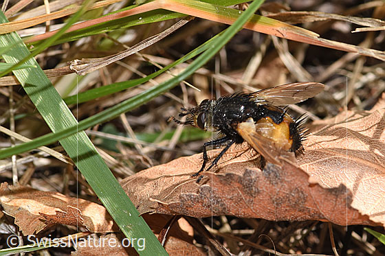 Foto: Wahrscheinlich Nowickia ferox (Raupenfliege). Länge 13 - 16mm. Ansicht von seitlich oben.