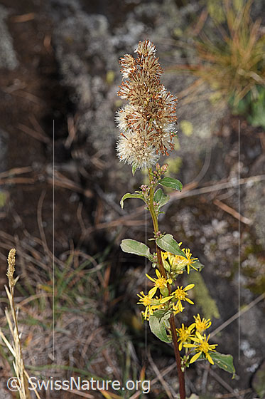 Foto: Echte Goldrute (Solidago virgaurea ssp. virgaurea). Blüten. Oben verblüht, unten blühend.