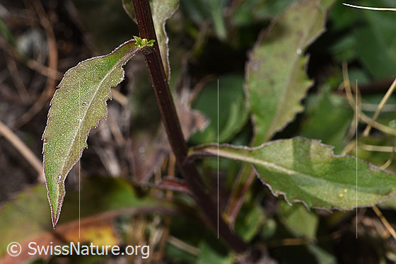 Foto: Echte Goldrute (Solidago virgaurea ssp. virgaurea). Stängel und Stängelblätter.