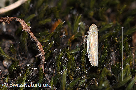 Foto: Wahrscheinlich Kandelabergraszirpe (Arocephalus longiceps). Länge 3.4 - 4.2mm. Ansicht von schräg oben.