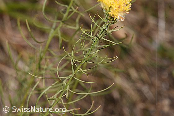 Foto: Gold-Aster (Aster linosyris). Blätter und Stängel.