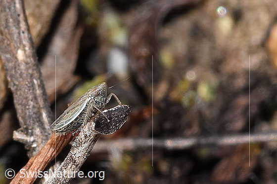 Foto: Wahrscheinlich Kandelabergraszirpe (Arocephalus longiceps). Länge 3.4 - 4.2mm. Ansicht von der Seite.
