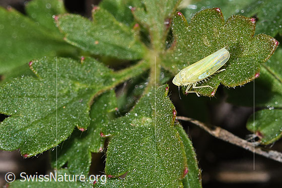 Foto: Wahrscheinlich Schwefelblattzikade (Emelyanoviana mollicula). Ansicht von seitlich oben.