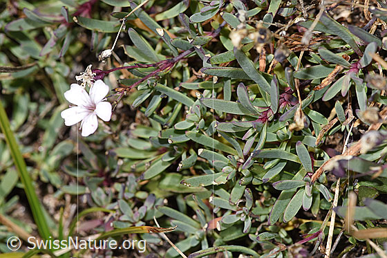 Foto: Kriechendes Gipskraut (Gypsophila repens). Stängel und Blätter.