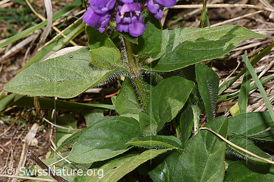 Foto: Grossblütige Brunelle (Prunella grandiflora). Stängel und Stängelblätter.
