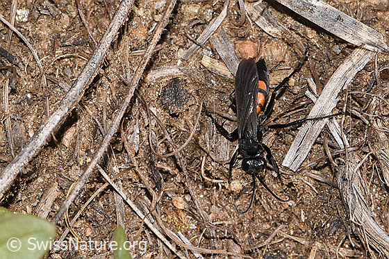 Foto: Frühlings-Wegwespe (Anoplius viaticus). Länge 9 - 14mm. Weibchen. Ansicht von oben.