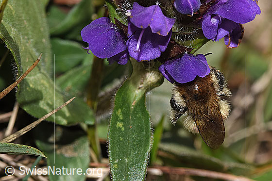 Foto: Wahrscheinlich Veränderliche Hummel (Bombus humilis) auf Grossblütiger Brunelle (Prunella grandiflora). Länge 9 - 18mm. Ansicht von oben.