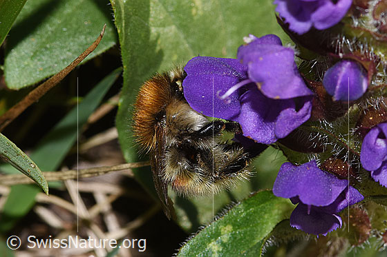 Foto: Wahrscheinlich Veränderliche Hummel (Bombus humilis) auf Grossblütiger Brunelle (Prunella grandiflora). Länge 9 - 18mm. Ansicht von der Seite.