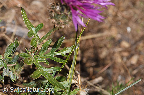 Foto: Alpen-Flockenblume (Centaurea scabiosa ssp. alpestris). Blätter und Stängel.