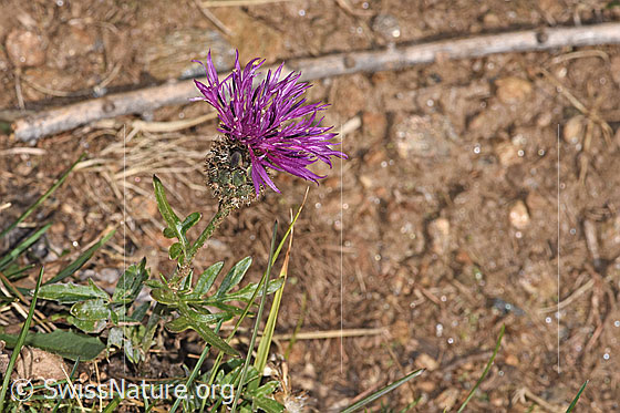 Foto: Alpen-Flockenblume (Centaurea scabiosa ssp. alpestris). Ganze Pflanze (Habitus).