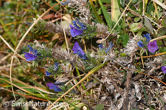 Foto: Gewöhnlicher Natternkopf (Echium vulgare). Blüten und Blätter.