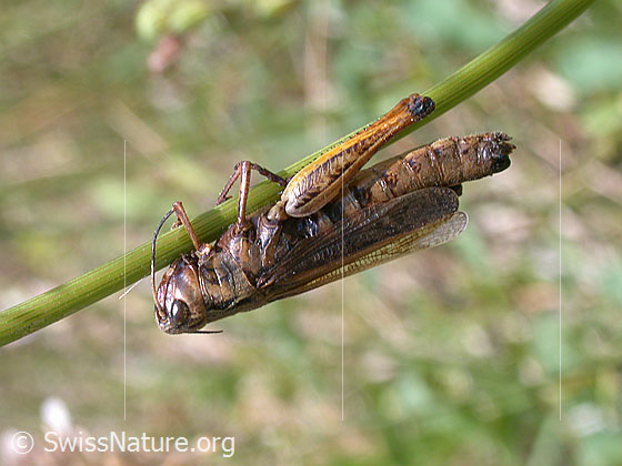 Foto: Gemeiner Grashüpfer (Chorthippus parallelus) hält sich an Grashalm fest.
Lat.: Chorthippus parallelus
Familie: Acrididae (Feldheuschrecken)
Unterfamilie: Gomphocerinae (Grashüpfer)