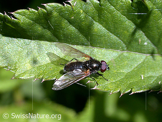 Photo: Probably Gelbflügel-Erzschwebfliege. Length 6 - 8mm. Male. View from diagonally above.
