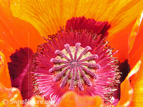 Foto: Schlaf-Mohn, Blüte und Stempel
Lat.: Papaver somniferum
Familie: Papaveraceae