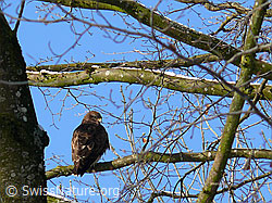 Foto: Mäusebussard auf Ast sitzend