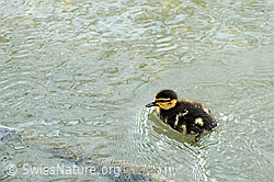 Foto: Junge Stockente (Anas platyrhynchos)
