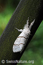 Buchen-Streckfuss (Calliteara pudibunda) (C049743) Buchen-Streckfuss (Calliteara pudibunda) (C049743)