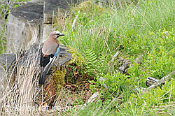 C057764: Eichelhäher (Garrulus glandarius)