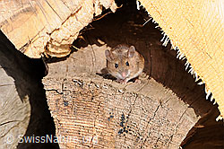 Foto: Gelbhalsmaus (Apodemus flavicollis)