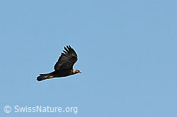 C065375: Adler
