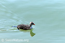 Foto: Schwimmendes Blässhuhn