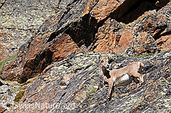 Foto: Steingeiss in einer Felswand
