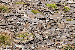 Eudromias morinellus well camouflaged sitting on stony ground (C070894) Eudromias morinellus well camouflaged sitting on stony ground (C070894)