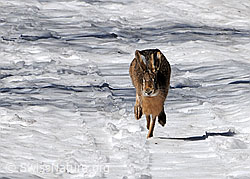 Foto: Rennender Hase (Feldhase)