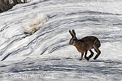 Foto: Hase