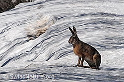 Foto: Sitzender Hase (Feldhase)