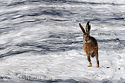 Foto: Rennender Feldhase (Lepus europaeus)