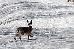 Foto: Hase (Feldhase) im Schnee unterwegs