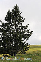 Foto: Gewöhnliche Fichte (Picea abies)