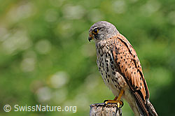 Foto: Raubvogel lauert auf Beute