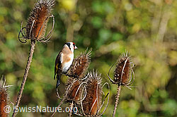 Distelfink (Carduelis carduelis) (C090699) Distelfink (Carduelis carduelis) (C090699)