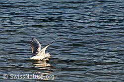 C091254: Möwe beim Abflug