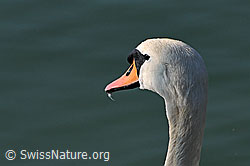 Foto: Kopf eines Schwans, Höckerschwan (Cygnus olor)