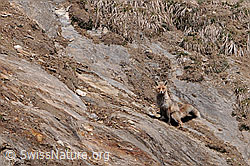 Foto: Fuchs beim Markieren