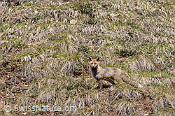 Foto: Rotfuchs auf Alpweide