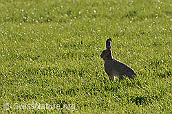 Foto: In Wiese sitzender Feldhase