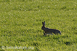 Foto: Durch Wiese streifender Feldhase