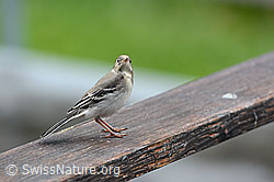 Junge Bachstelze (Motacilla alba) (C104531) Junge Bachstelze (Motacilla alba) (C104531)