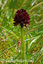 Foto: Schwarzes Männertreu (Nigritella rhellicani), Blütenstand und Stängel