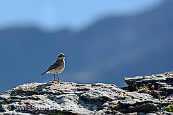 C107395: Steinschmätzer (Oenanthe oenanthe)