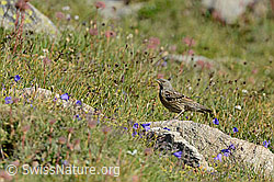 Foto: Alpenbraunelle (Prunella collaris) auf Stein in Blumenwiese