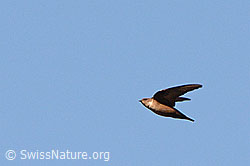 Foto: Felsenschwalbe (Ptyonoprogne rupestris)